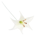 Real touch Tiger Lily flower for DIY bouquet corsage boutonniere cake toper