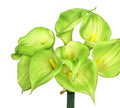 9-stem large Bloom calla lily - Angel Isabella