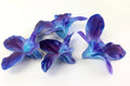 Pack of 10- Galaxy Orchid - Angel Isabella