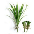 Pack of 2- Lifelike Real touch 14inch Artificial spider plant in green with buds Succulent arrangement centerpiece faux succulent terrarium