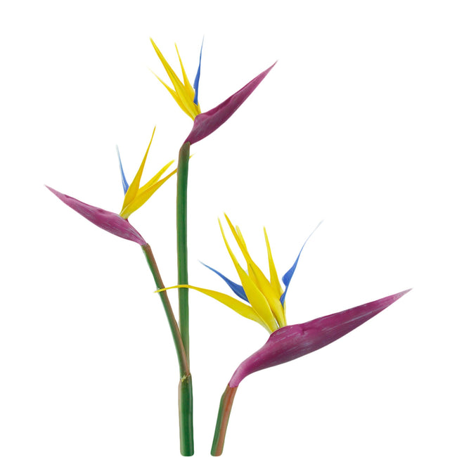 36 Inch Premium Bird of Paradise stem with 3 blooms-home decoration event centerpiece Orange yellow Fuchsia - Angel Isabella
